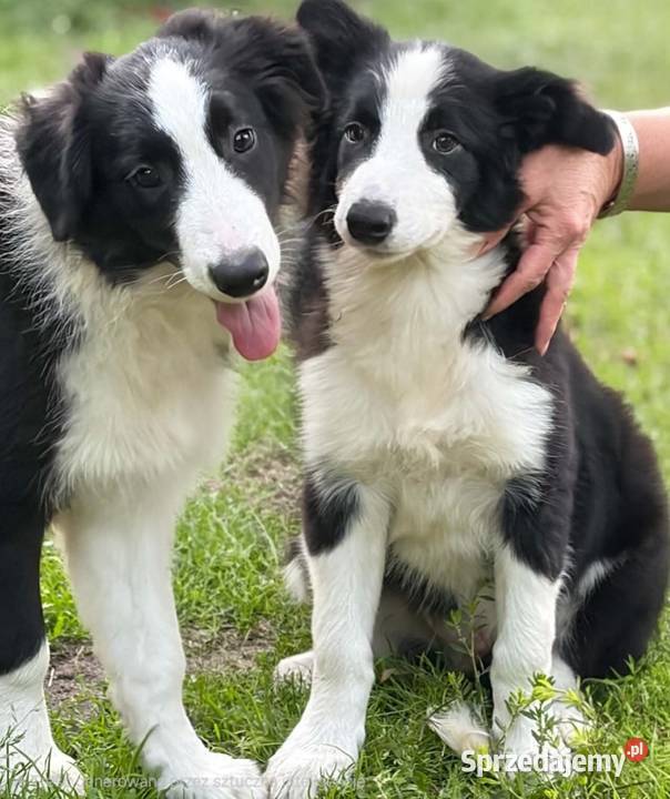 Piękny piesek border collie Łódź