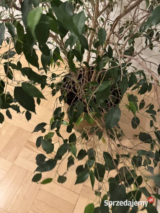 Beniamin Fikus wysokość 130 z donicą ozdobną