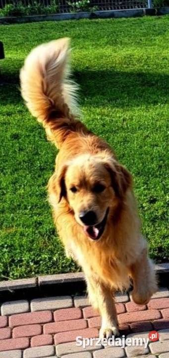 Golden Retriever szczeniak złoty piesekgotowy do Brzesko