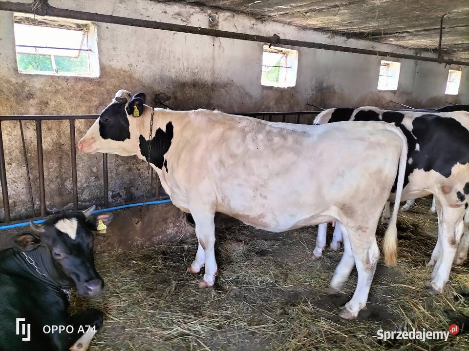 Jałówka wysokocielna Giełda zwierząt