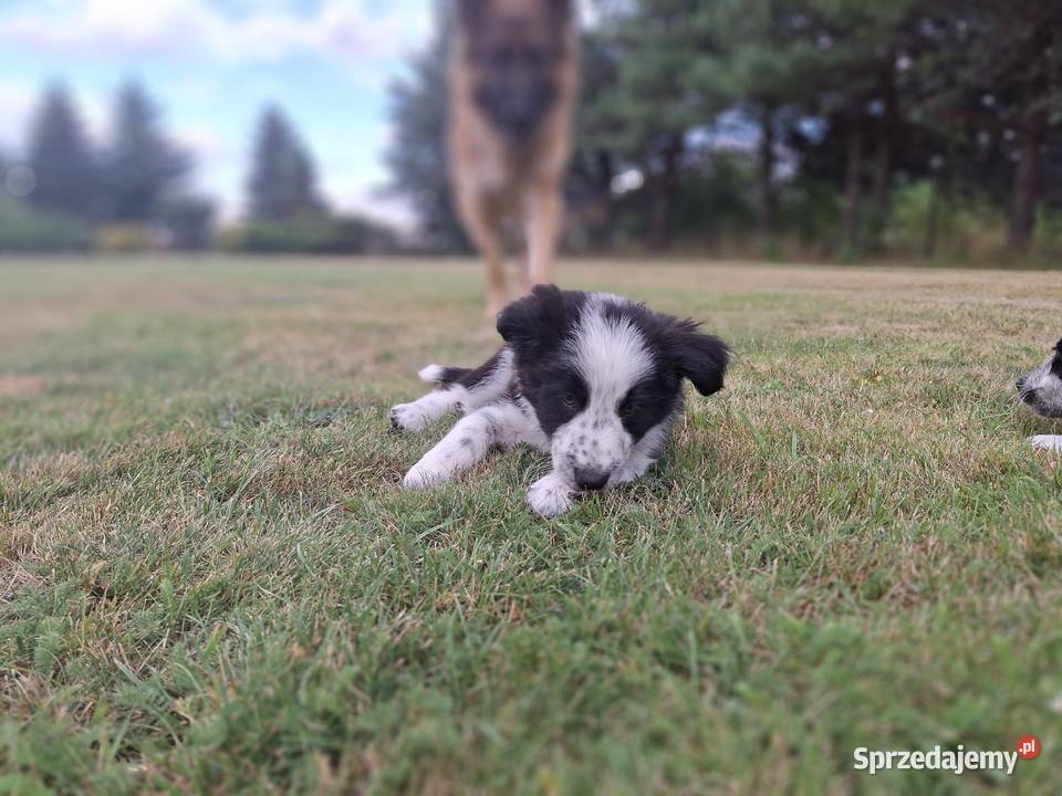 Szczeniaki border collie Psy Mykanów sprzedam