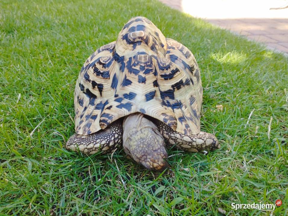Żółw lamparci Stigmochelys pardalis Mosina
