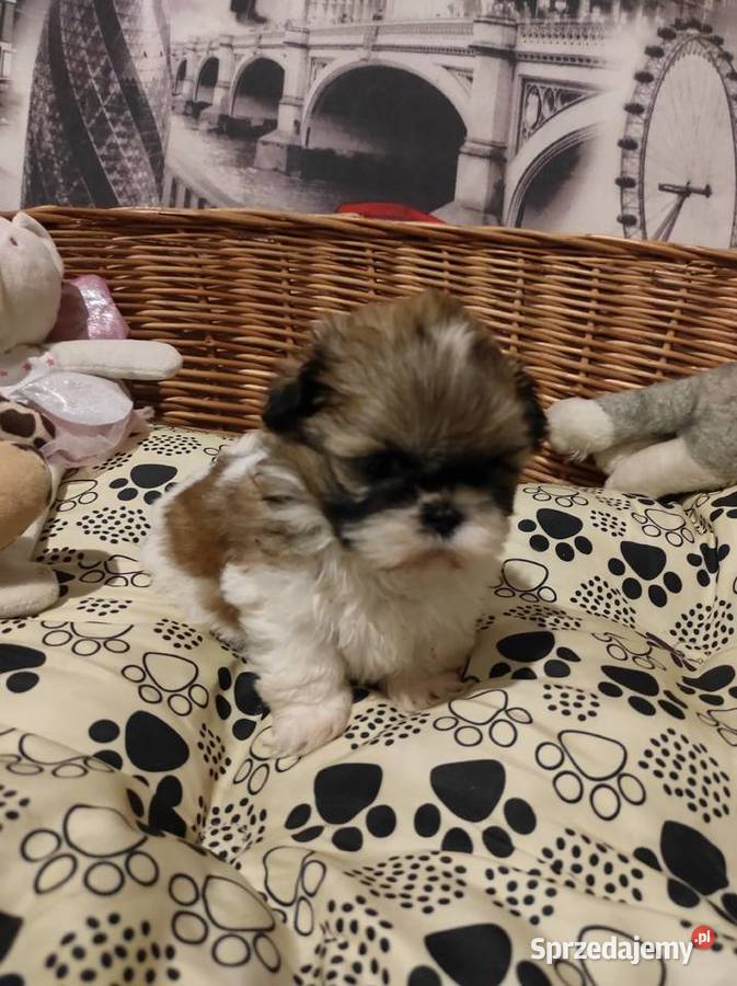 Shih tzu dziewczynka Shih Tzu Kazimierza Wielka