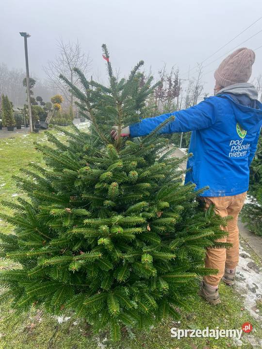 Jodła Kaukaska cięta Choinka na Święta Możliwość sprzedam