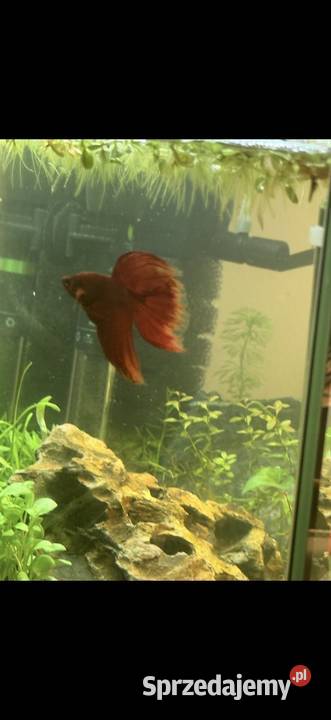 Bojownik czerwony Tychy