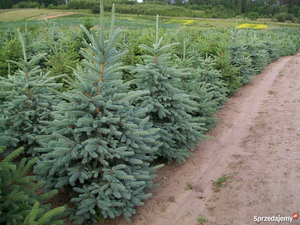 Plantacja świerka srebrnego warmińskomazurskie Jedwabno sprzedam