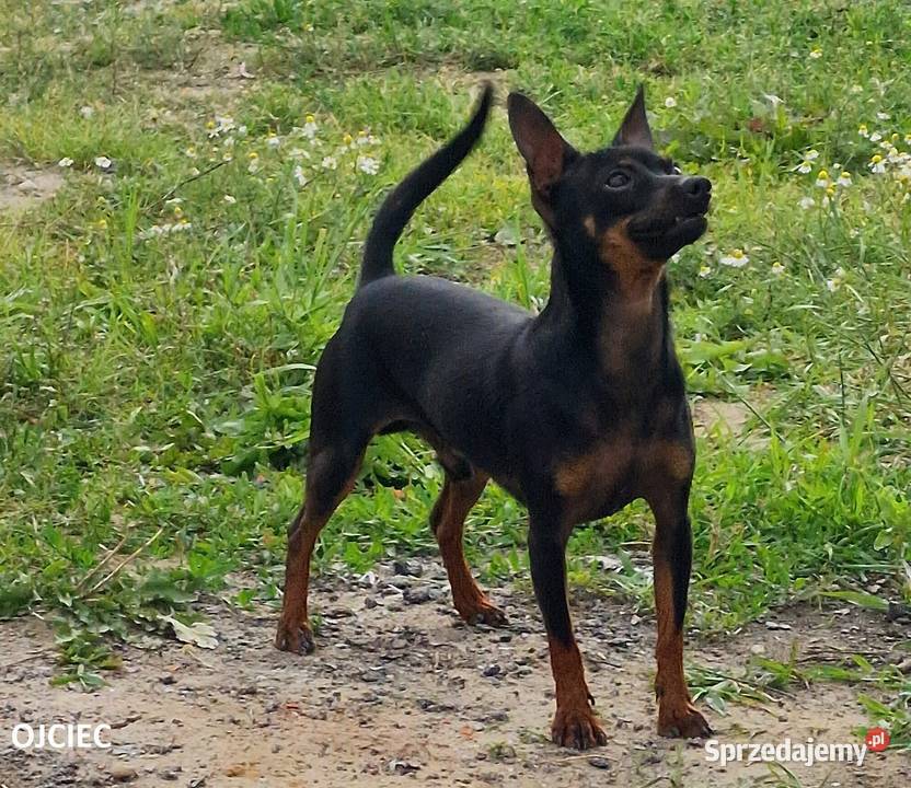 Pinczerki Pinczer Miniaturowy Zapowiedź Miotu Kazimierz Biskupi