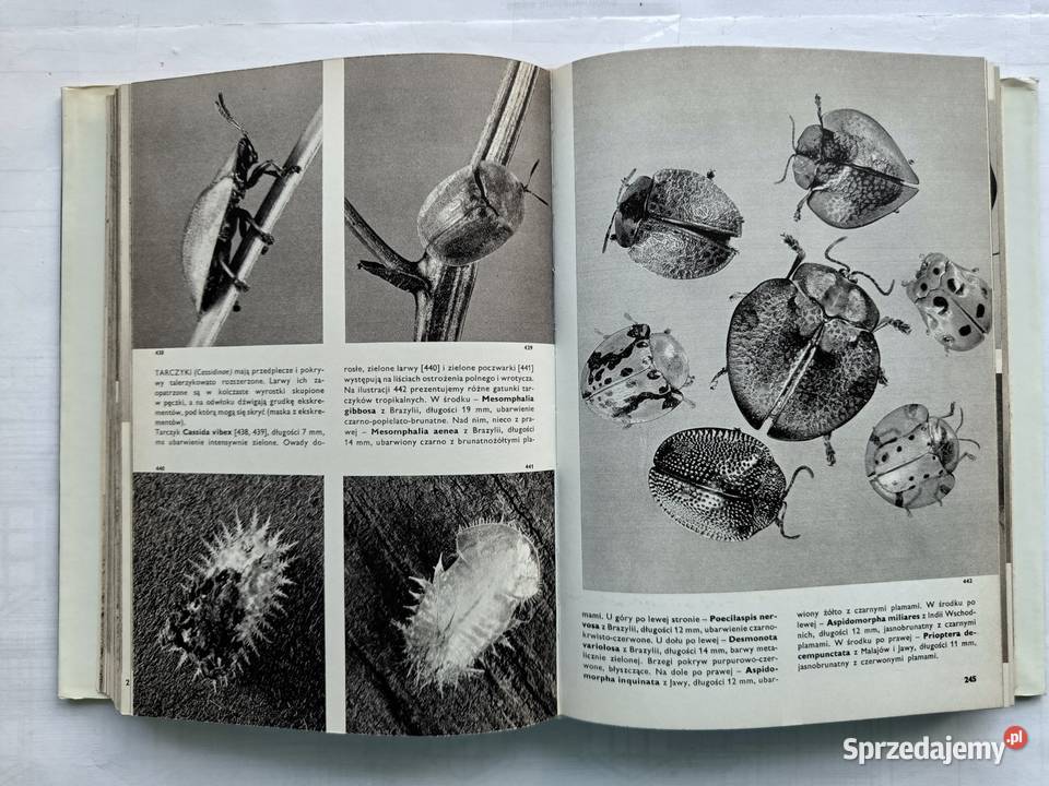 Wielki Atlas Zwierząt Ptaków Ryb Roślin i Owadów Gdynia sprzedam