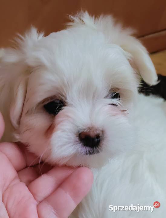 Maltańczykśliczna malutka sunia Warszawa sprzedam