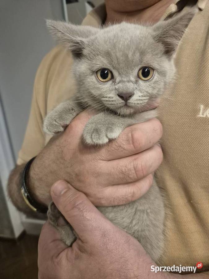 Kotki brytyjskie krótkowłose dolnośląskie Legnica