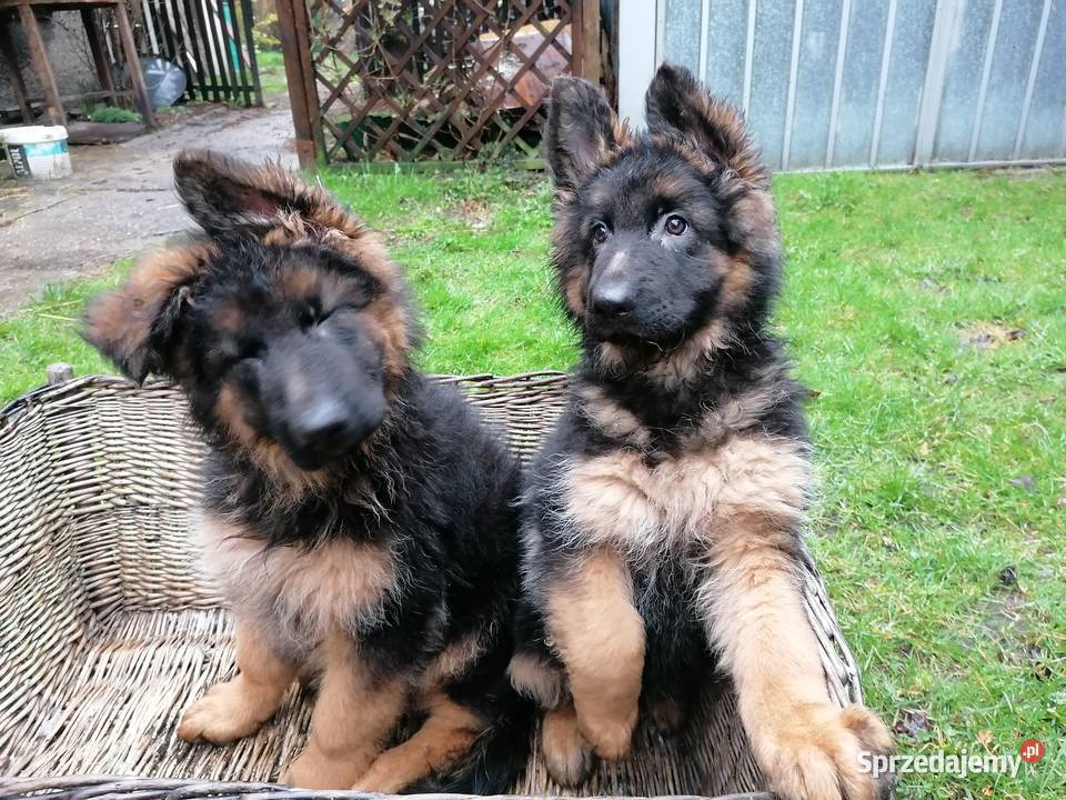 owczarek niemiecki długowłosy z rodowodem bytom