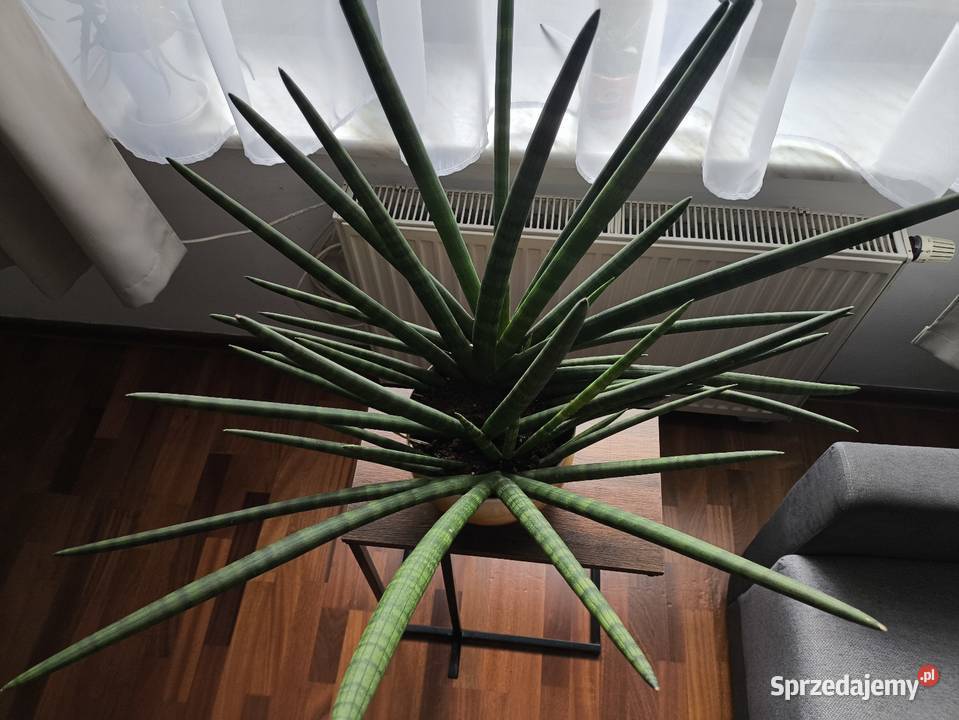 Sansevieria z donicą duża