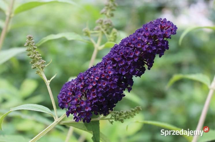 Budleja dawida butterfly candy Knurów