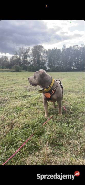 Reproduktor American Bully sprzedam