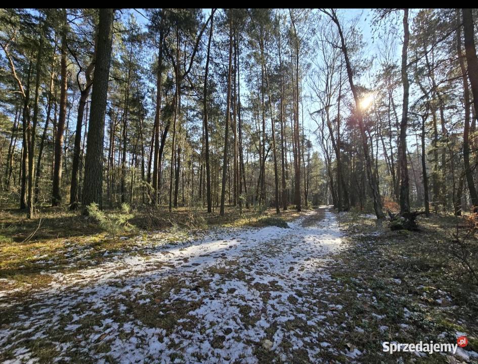 Dwie działki leśne Mianów gmina Lutomiersk Sprzedaż łódzkie