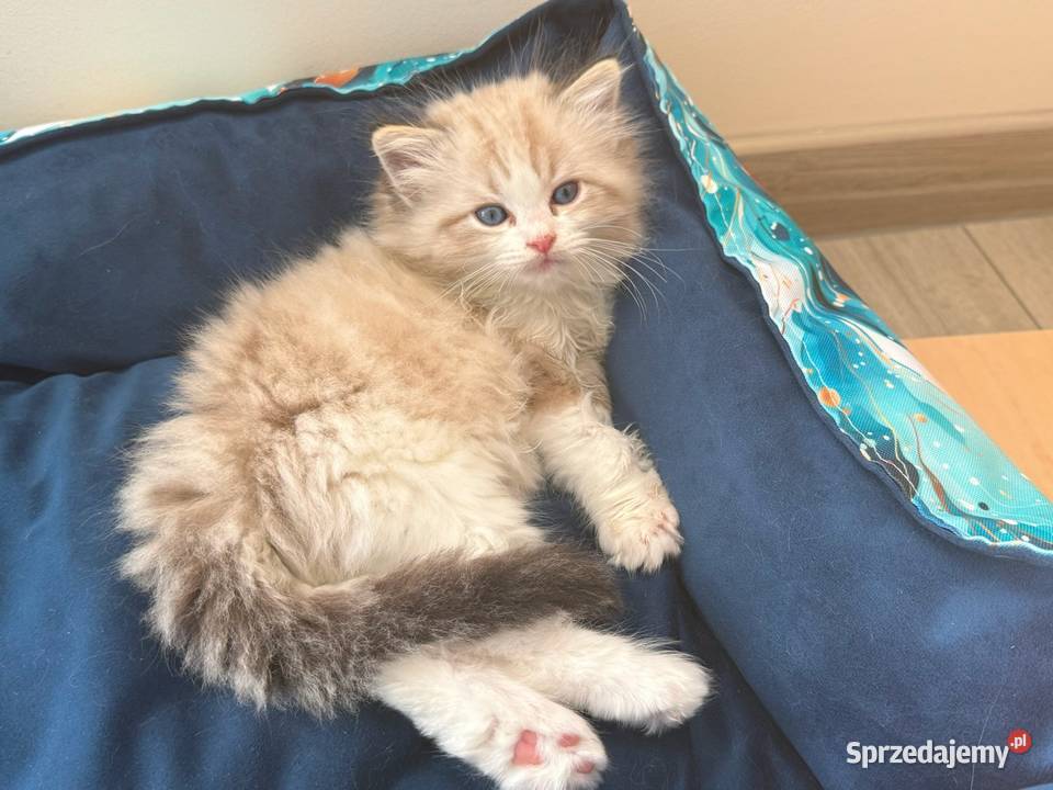 Ragdoll Elrond Hodowla Lazurowe Łapki Lubliniec sprzedam