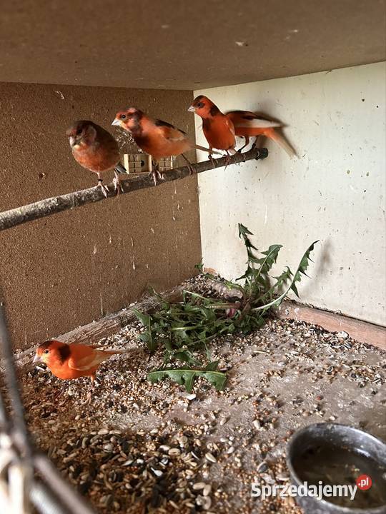 Sprzedam kanarki Jutrosin