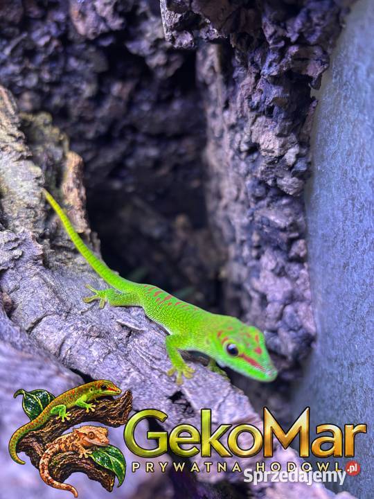 Felsuma madagaskarska Phelsuma grandis Obrowiec