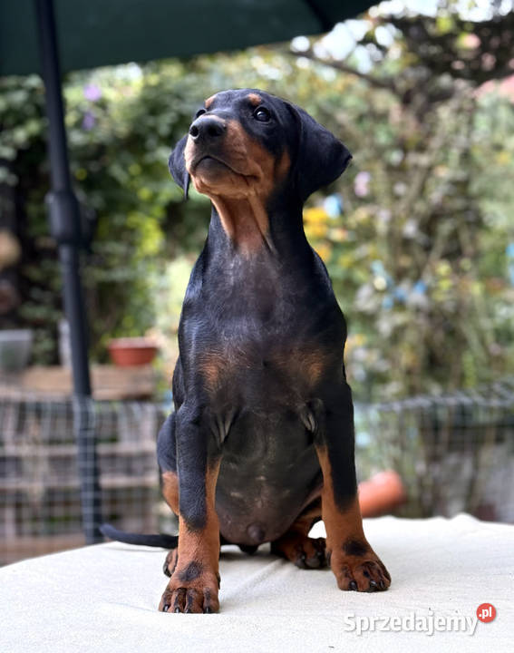 Pinczer średni niemiecki FCI championach Zwierzęta Wrocław