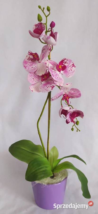 Storczyk sztuczny kompozycja kwiatowa Dom i Ogród podkarpackie Sędziszów Małopolski