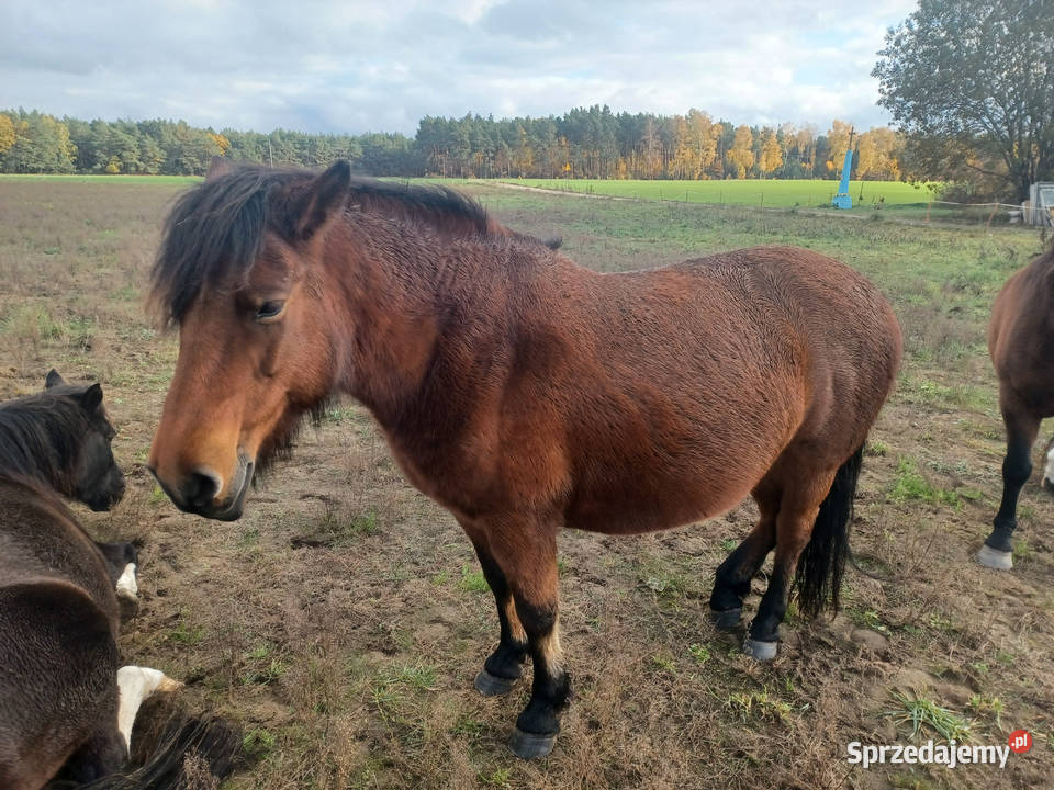Sprzedam klacze huculskie mazowieckie Zawidz Kościelny sprzedam