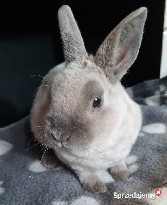 Królik Karzelek Mini Rex trójbarwny Katowice