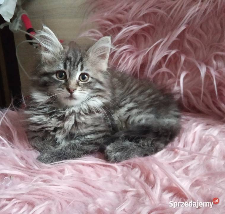 Kocięta Maine coon Maine Coon śląskie Częstochowa
