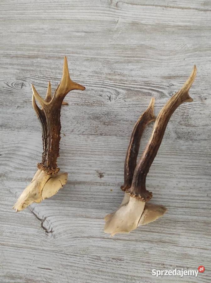 Czaszki z parostkami śląskie