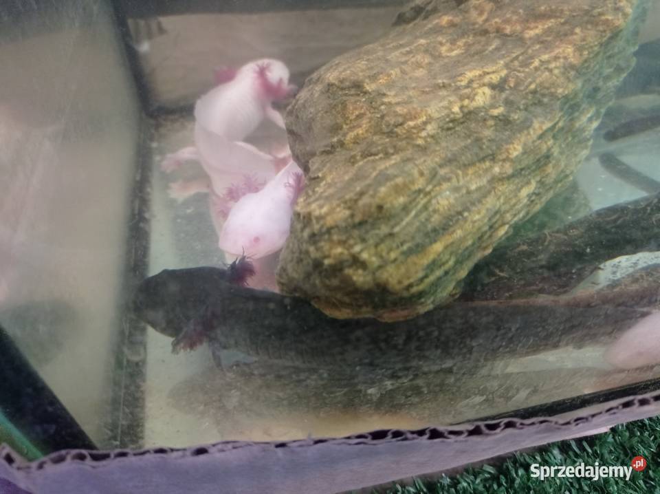 Aksolotl Abystoma Mexykańska Akselotl Różne Gady i płazy podkarpackie