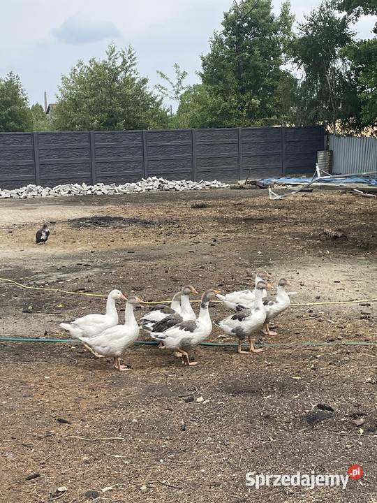 Sprzedam gęsi miesięczne i dwumiesięczne wielkopolskie