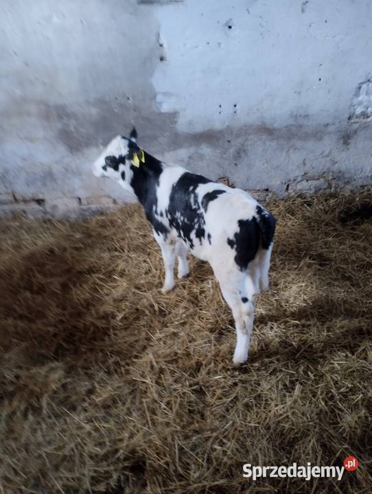 Sprzedam cielaki