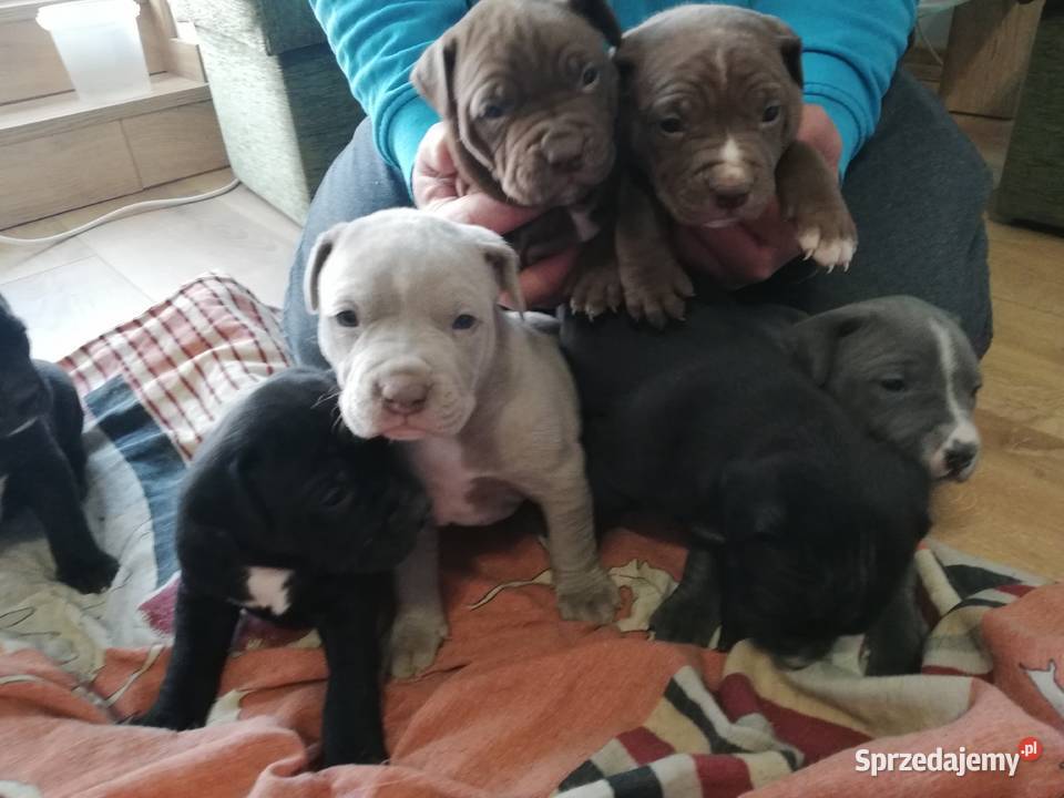 American Pitbull Terier sprzedam