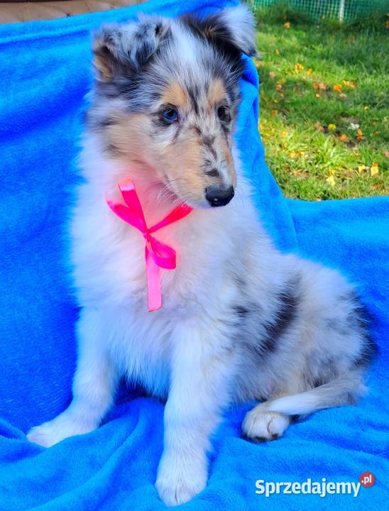 Owczarek szkocki Collie siczka Bełchatów