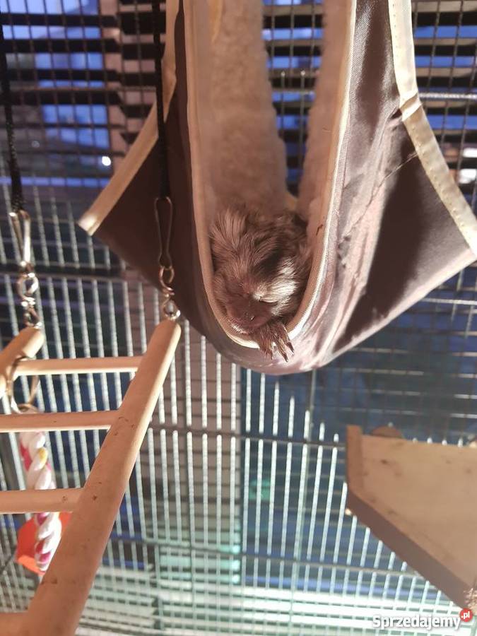 Sprzedam małpki dwie marmozety akcesoria Warszawa