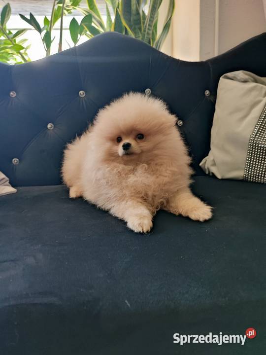 Pomeranian piesek Szpic miniaturowy Bolesławiec