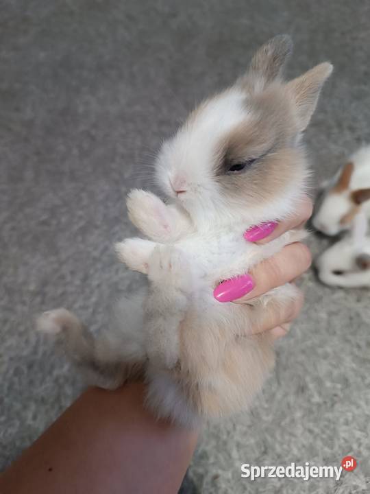 króliczki miniaturki Przemyśl