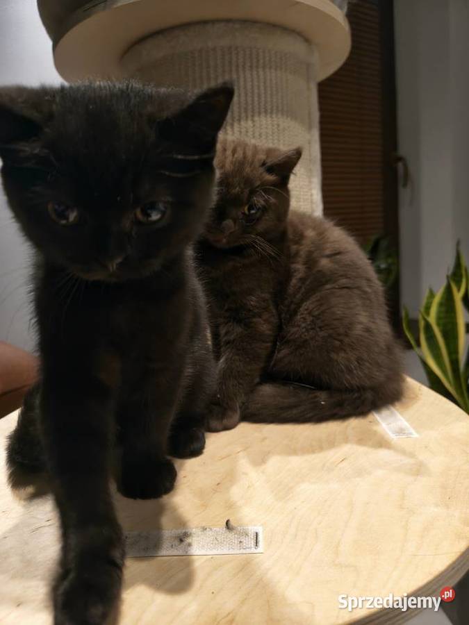 Kotka brytyjska BARBI z rodowodem FPLFIFe gotowa Przemyśl