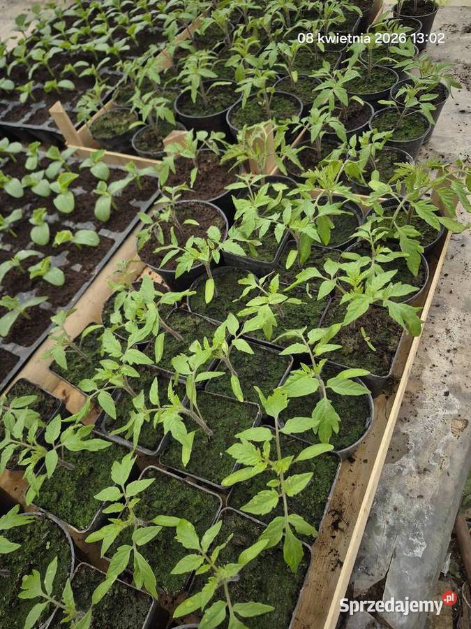 Rozsada Wawrzeńczyce