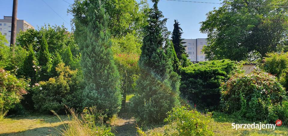 Ogródek działkowy ROD Chorzów