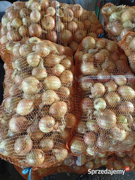 Sprzedam cebule Steniatyn