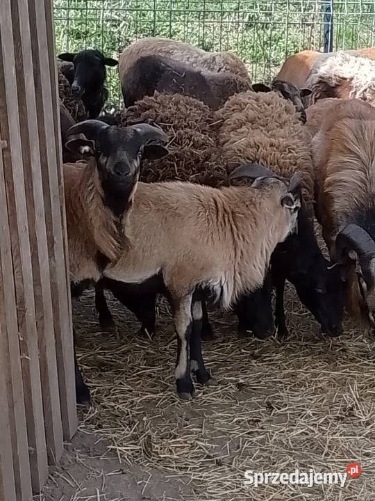 Owce kameruńskie Kobierzyce sprzedam