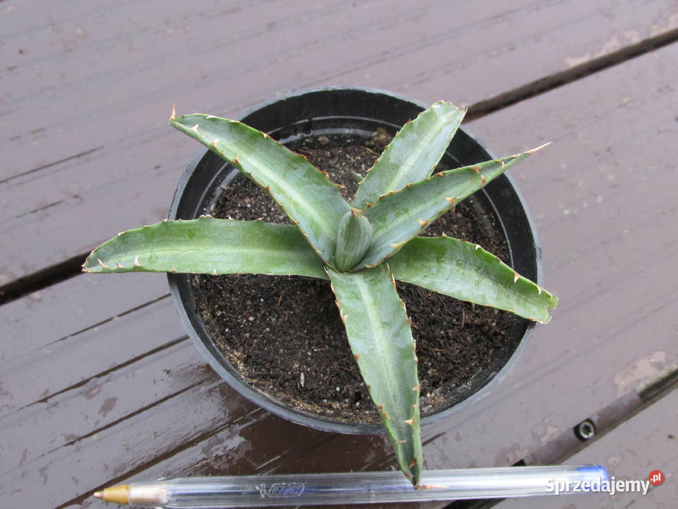 Agawa kolekcjonerska agave xylonacantha sadzonki Balkonowe małopolskie