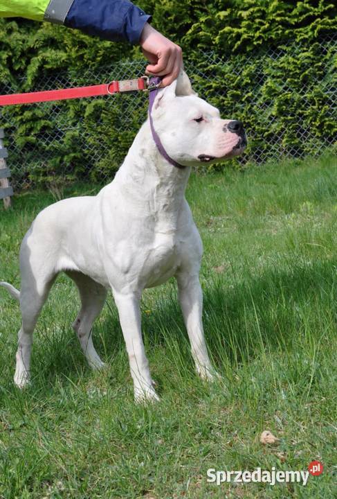 Dogo Argentino Dog Argentyński szczeniaki FCI Zwierzęta Ozorków sprzedam