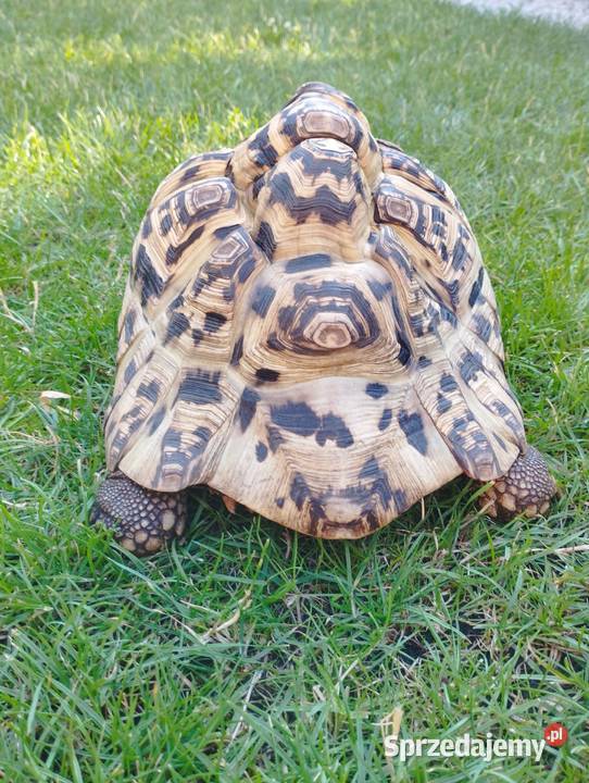 Żółw lamparci Stigmochelys pardalis