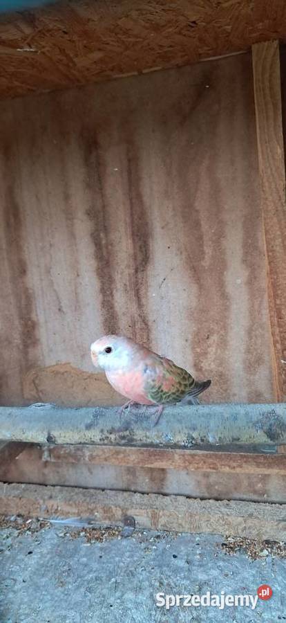 Lilianka Opaline Pale fallow Proszowice