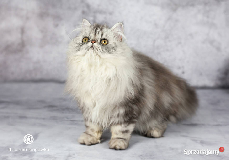 koty perskie 35 miesięczne niebywałej urody Nasielsk