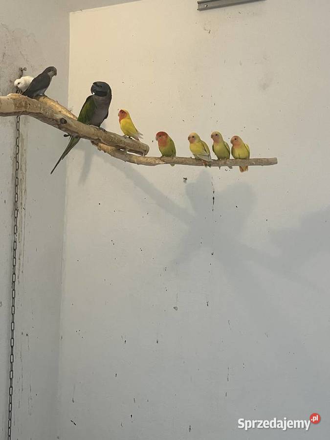 Papugi nierozłączki nimfy Mnichy Ptaki Skrzyszów
