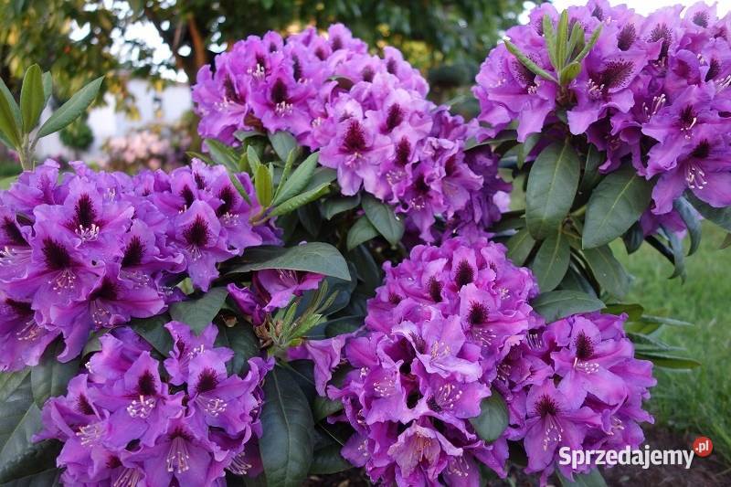 Różanecznik RasputinRhododendron Rasputin C5 Grójec