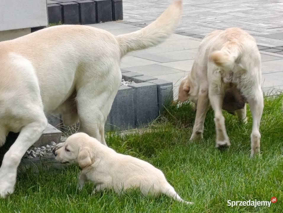 Labrador Labrador