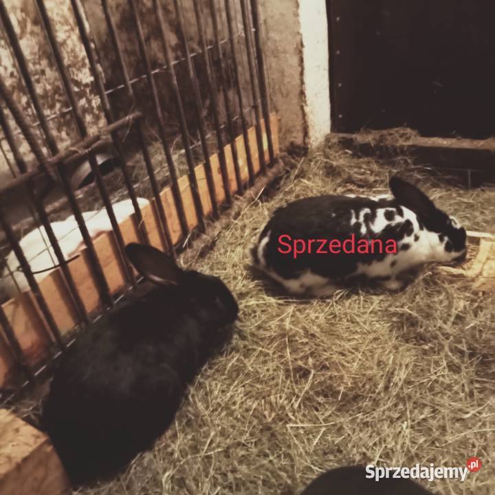 Sprzedam młodą kotna samice królika Trzepnica sprzedam